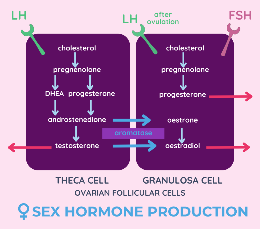 all about progesterone - viv health